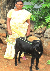 Shanthi
